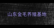 山东金毛养殖基地