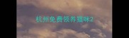 杭州免费领养猫咪