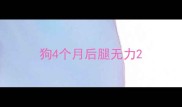 狗4个月后腿无力