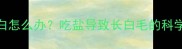 拉布拉多毛发变白怎么办吃盐导致长白毛的科学解答与护理指南