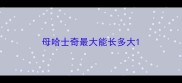母哈士奇最大能长多大