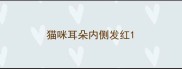 猫咪耳朵内侧发红
