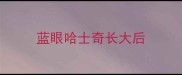 蓝眼哈士奇长大后