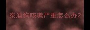泰迪狗咳嗽严重怎么办