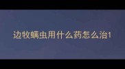 边牧螨虫用什么药怎么治