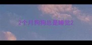 2个月狗狗总是睡觉