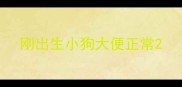 刚出生小狗大便正常