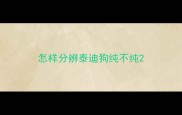 怎样分辨泰迪狗纯不纯