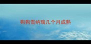 狗狗雪纳瑞几个月成熟