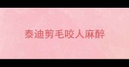 泰迪剪毛咬人麻醉