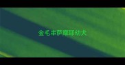 金毛串萨摩耶幼犬