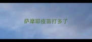 萨摩耶疫苗打多了