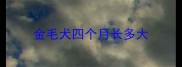 金毛犬四个月长多大