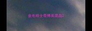 金毛哈士奇博美混血