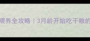 边境牧羊犬幼犬期喂养全攻略3月龄开始吃干粮的黄金期与避坑指南