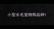 小型长毛宠物狗品种