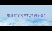 狗狗打了疫苗后精神不动