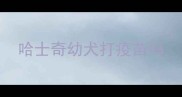 哈士奇幼犬打疫苗吗