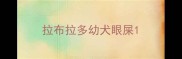 拉布拉多幼犬眼屎
