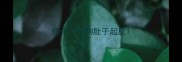 俩个月小狗肚子起皮