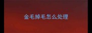 金毛掉毛怎么处理