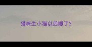 猫咪生小猫以后睡了