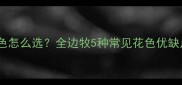 边境牧羊犬花色怎么选全边牧5种常见花色优缺点及饲养指南
