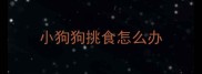 小狗狗挑食怎么办