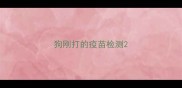 狗刚打的疫苗检测
