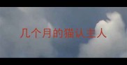 几个月的猫认主人