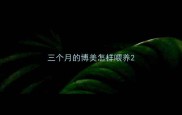三个月的博美怎样喂养