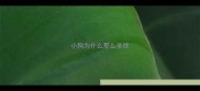 小狗为什么那么多尿