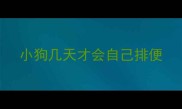 小狗几天才会自己排便