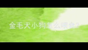 金毛犬小狗怎么喂食