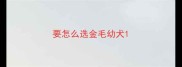 要怎么选金毛幼犬