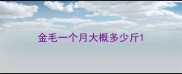 金毛一个月大概多少斤