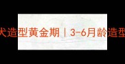 贵宾犬幼犬造型黄金期3-6月龄造型指南