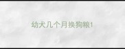 幼犬几个月换狗粮