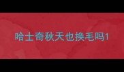 哈士奇秋天也换毛吗