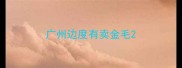 广州边度有卖金毛