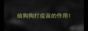 给狗狗打疫苗的作用