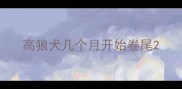 高狼犬几个月开始卷尾