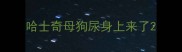 哈士奇母狗尿身上来了