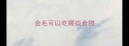 金毛可以吃哪些食物