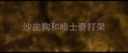 沙皮狗和哈士奇打架