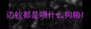 边牧都是喂什么狗粮