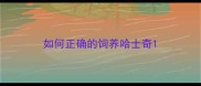 如何正确的饲养哈士奇