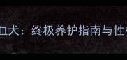 萨摩耶哈士奇混血犬终极养护指南与性格附品种对比