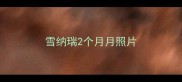 雪纳瑞2个月月照片