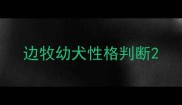 边牧幼犬性格判断